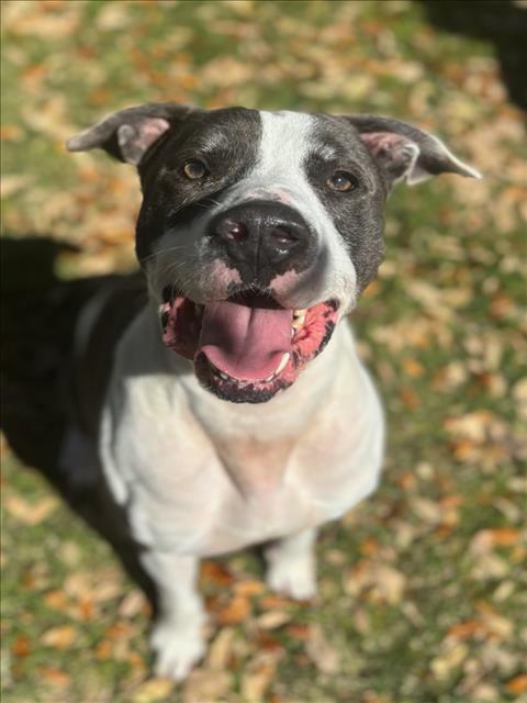 Enlarge ODIN, a Adoptable mixed breed in Texas City, TX image 1/1