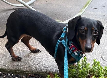 Enlarge BELLA, a ADOPTABLE Miniature Dachshund in Georgetown, KY image 3/4
