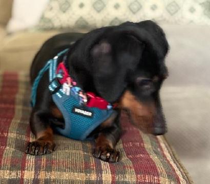 Enlarge BELLA, a ADOPTABLE Miniature Dachshund in Georgetown, KY image 4/4