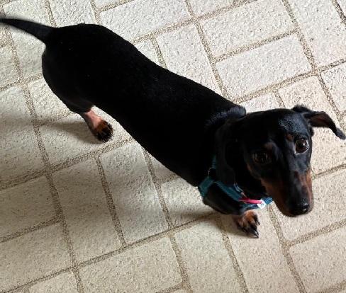 Enlarge BELLA, a ADOPTABLE Miniature Dachshund in Georgetown, KY image 2/4