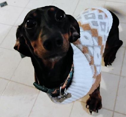 Enlarge BELLA, a ADOPTABLE Miniature Dachshund in Georgetown, KY image 1/4