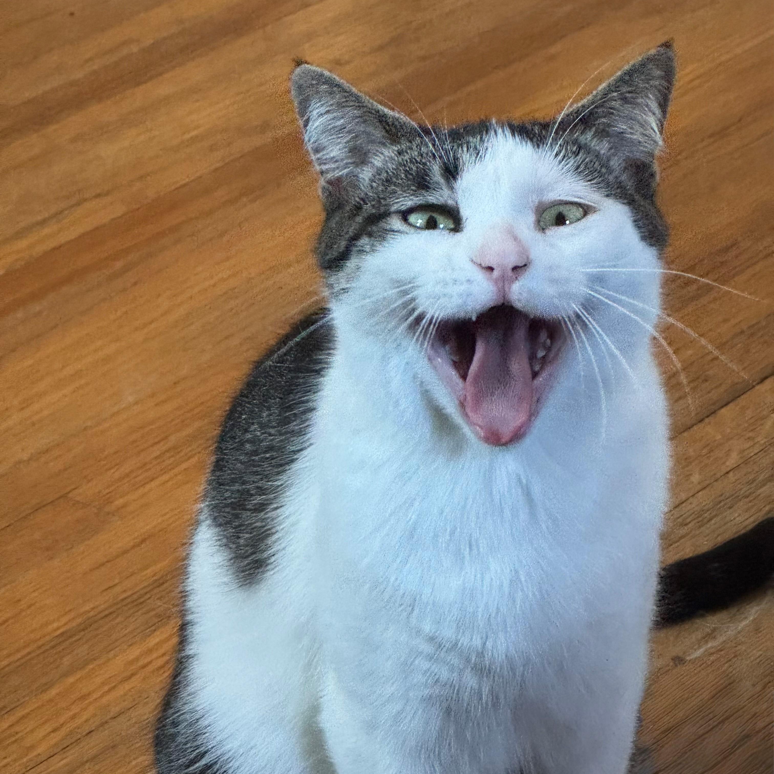 Enlarge Winnie, a ADOPTABLE Domestic Short Hair in Minneapolis, MN image 2/3