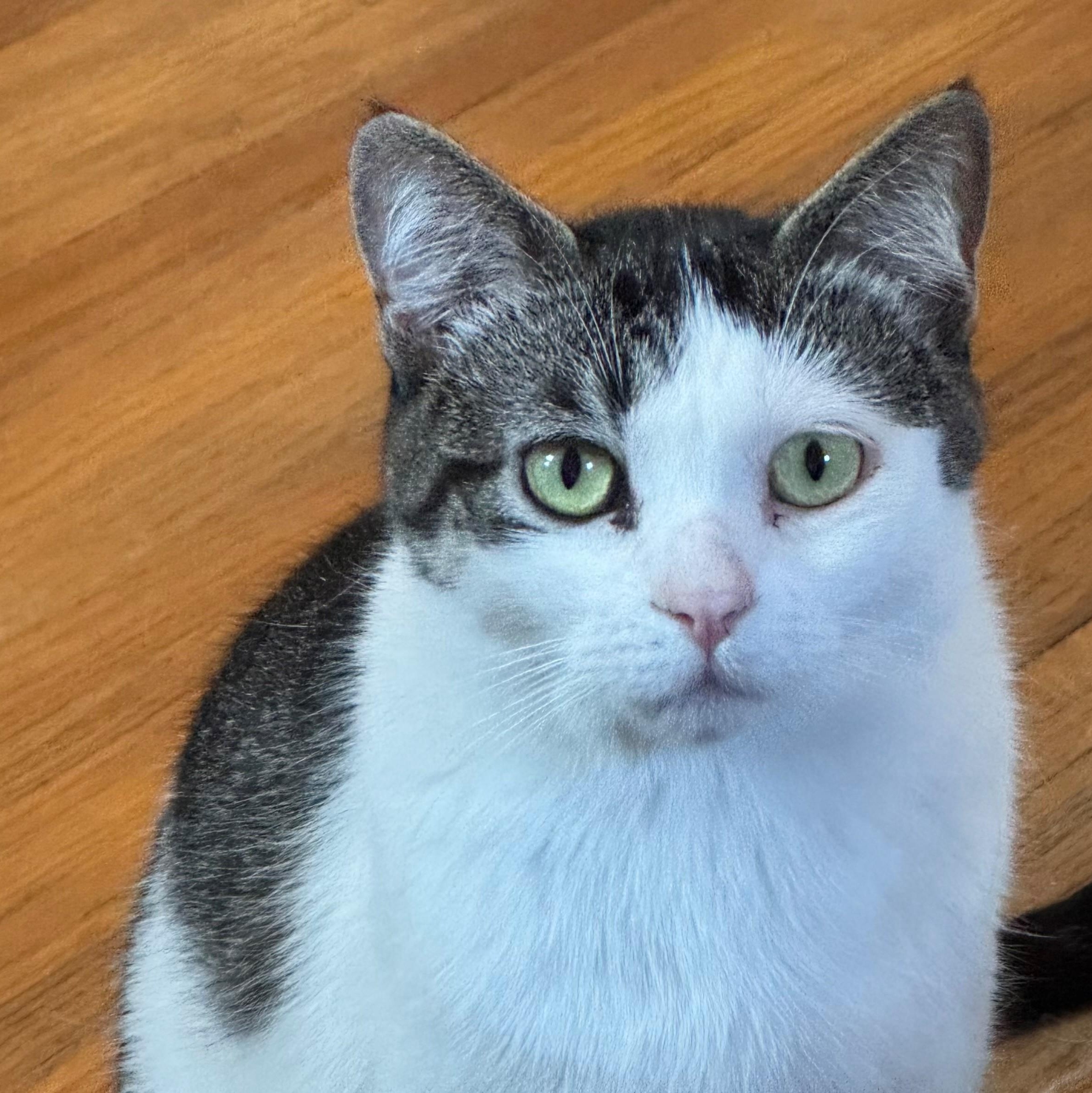 Enlarge Winnie, a ADOPTABLE Domestic Short Hair in Minneapolis, MN image 1/3