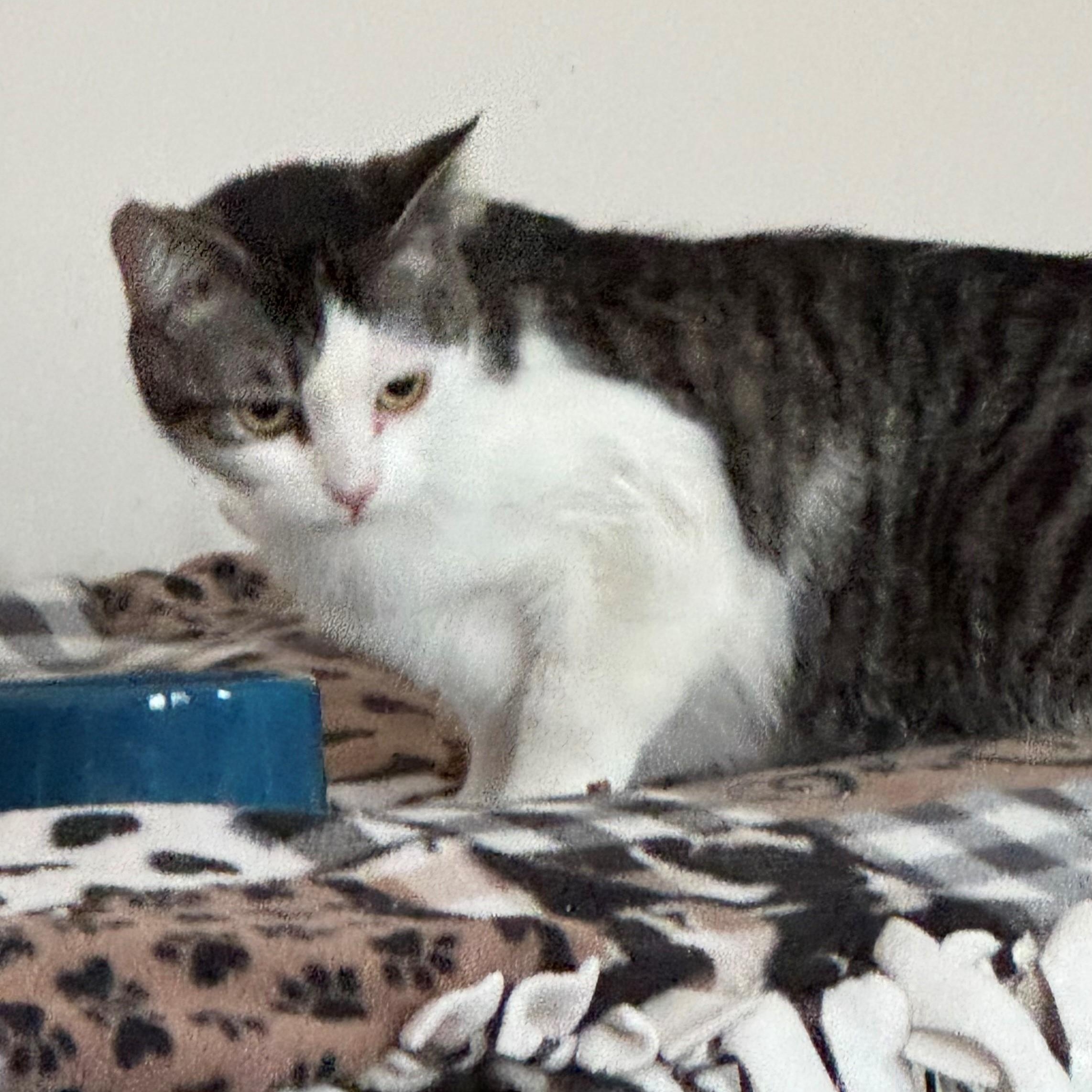 Enlarge Winnie, a ADOPTABLE Domestic Short Hair in Minneapolis, MN image 3/3