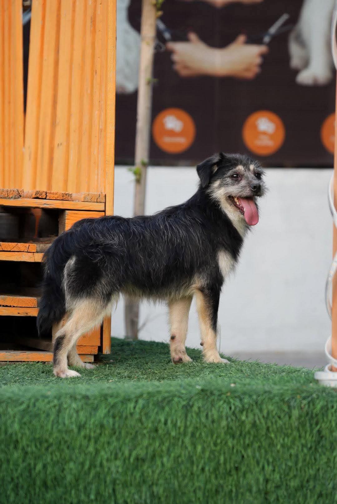 Enlarge Rocky, a Adoptable mixed breed in Bethel Park, PA image 5/5