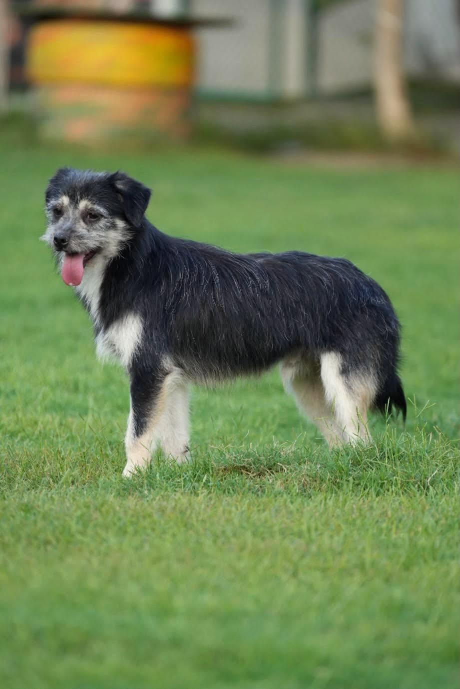 Enlarge Rocky, a Adoptable mixed breed in Bethel Park, PA image 3/5