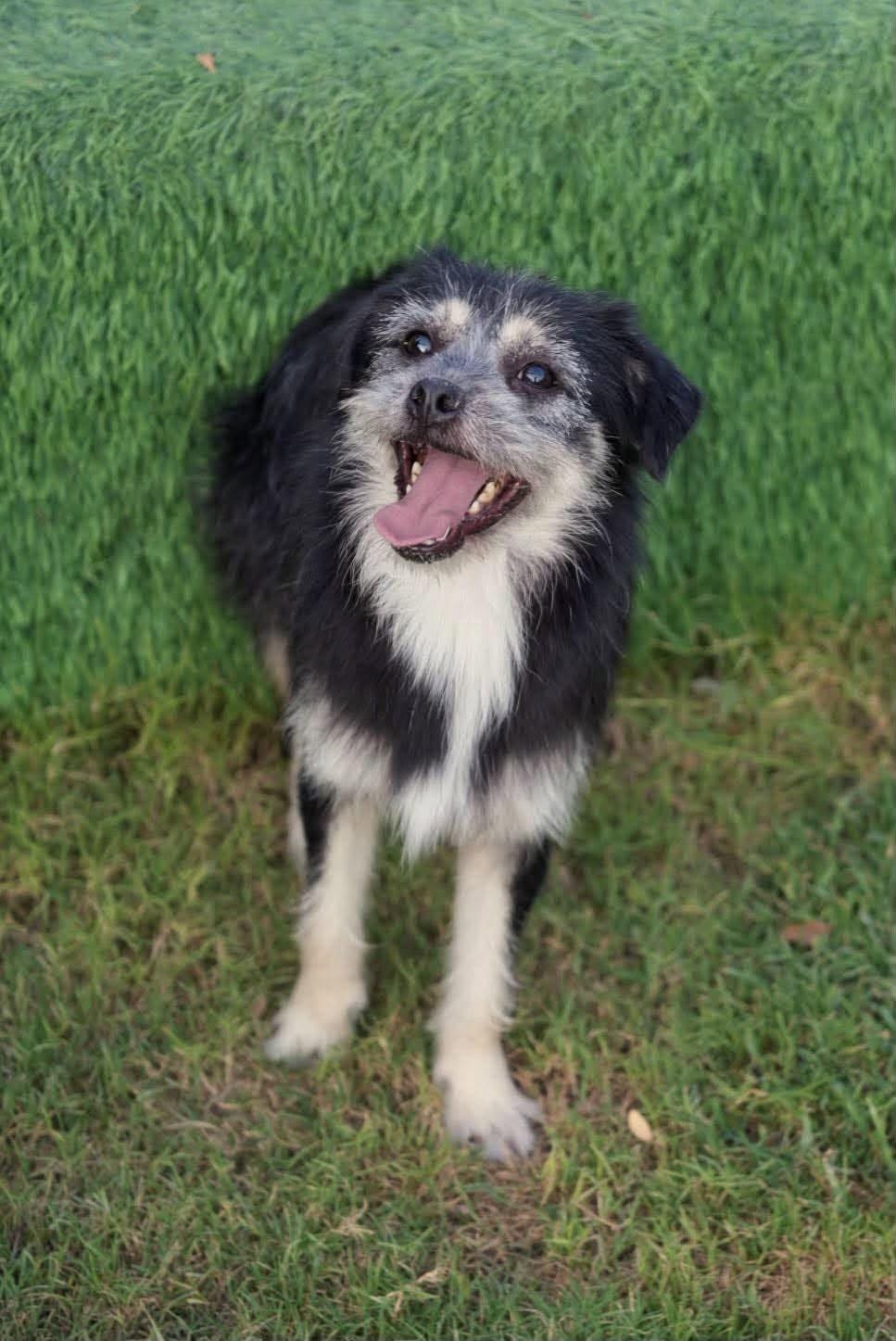 Enlarge Rocky, a Adoptable mixed breed in Bethel Park, PA image 2/5