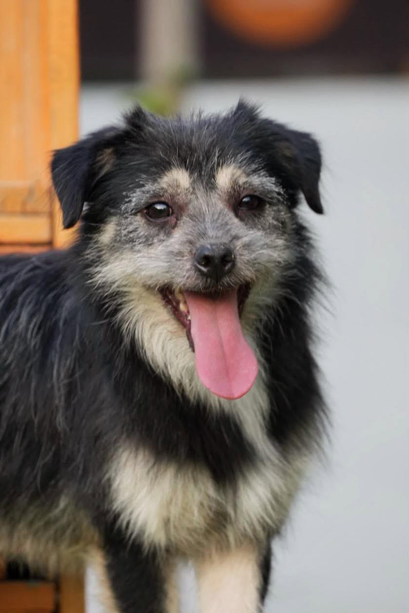 Enlarge Rocky, a Adoptable mixed breed in Bethel Park, PA image 4/5
