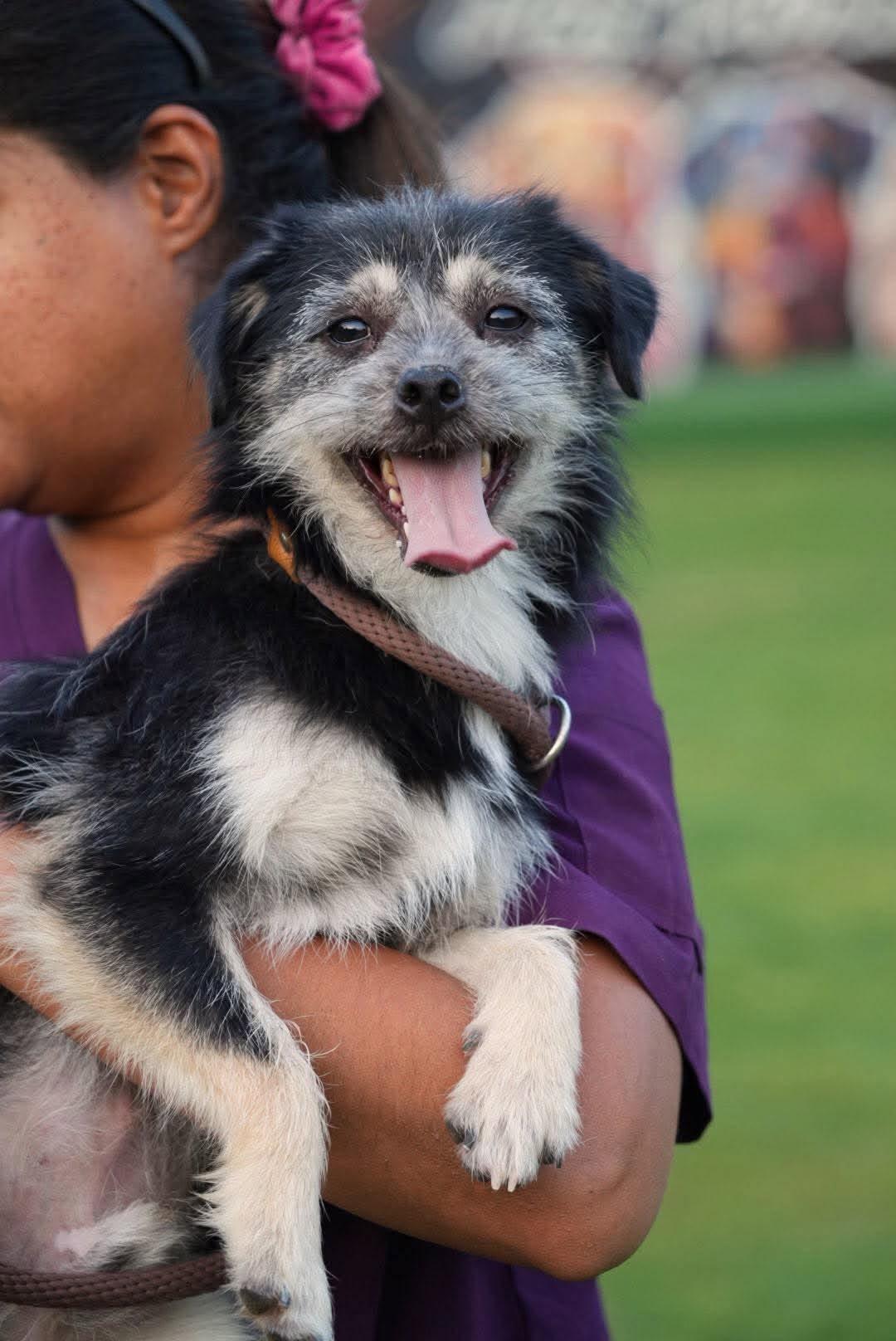 Enlarge Rocky, a Adoptable mixed breed in Bethel Park, PA image 1/5