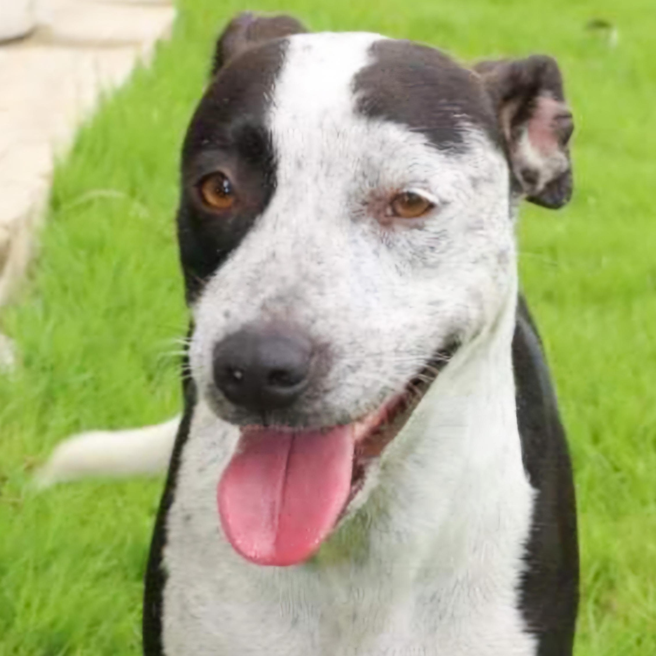 Dalma "happy For You."