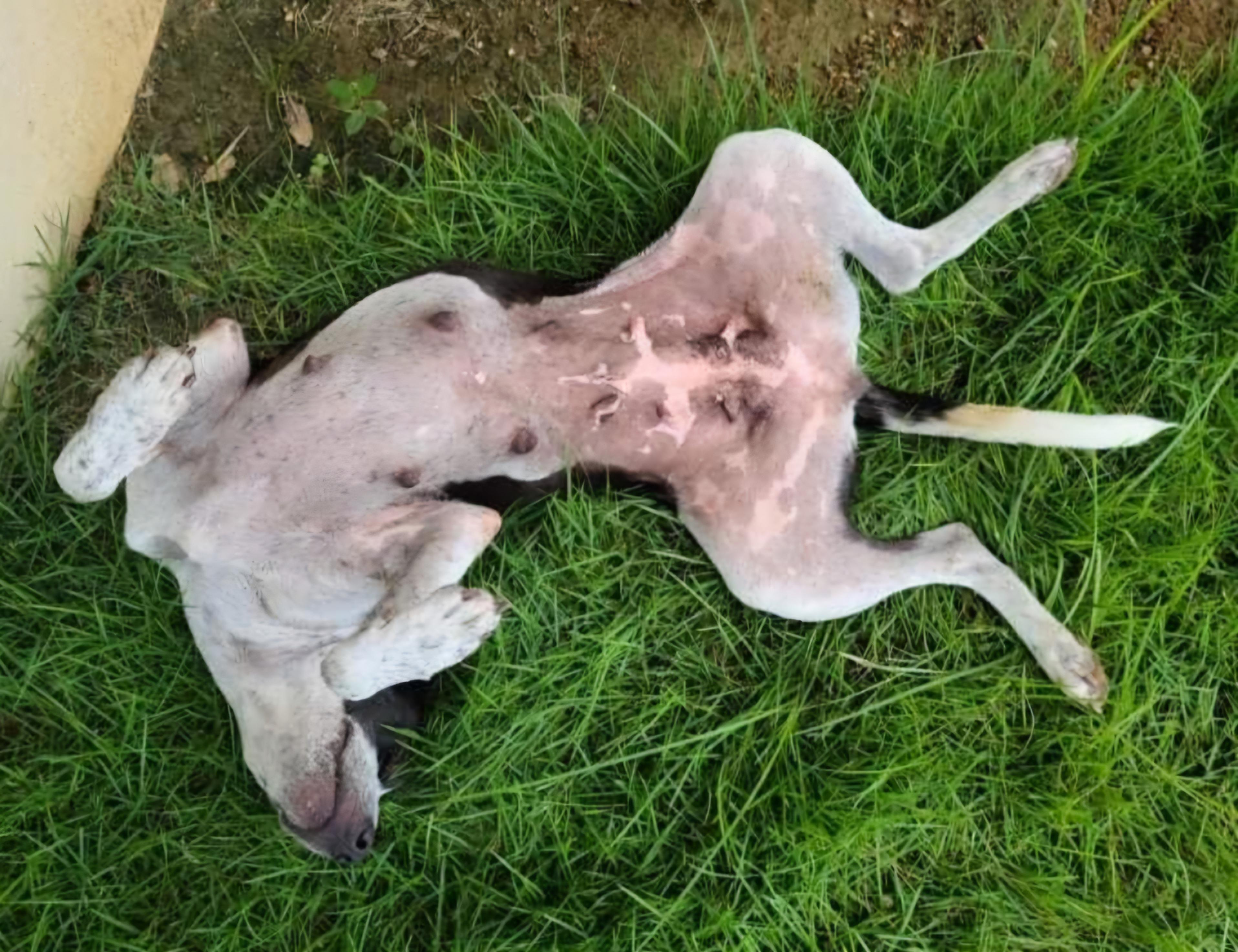 Dalma "happy For You." thumbnail 3