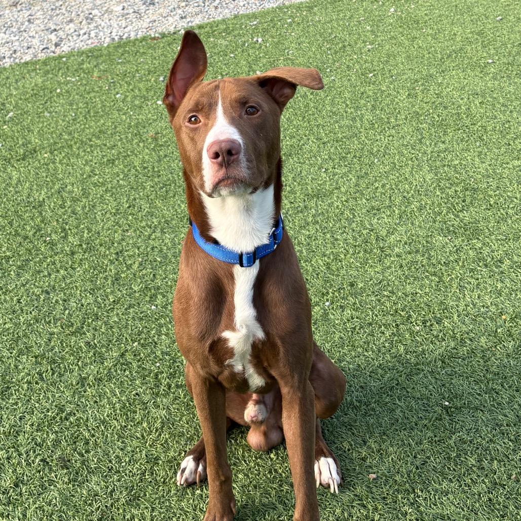 Enlarge Boone, a Adoptable mixed breed in Batavia, OH image 1/6