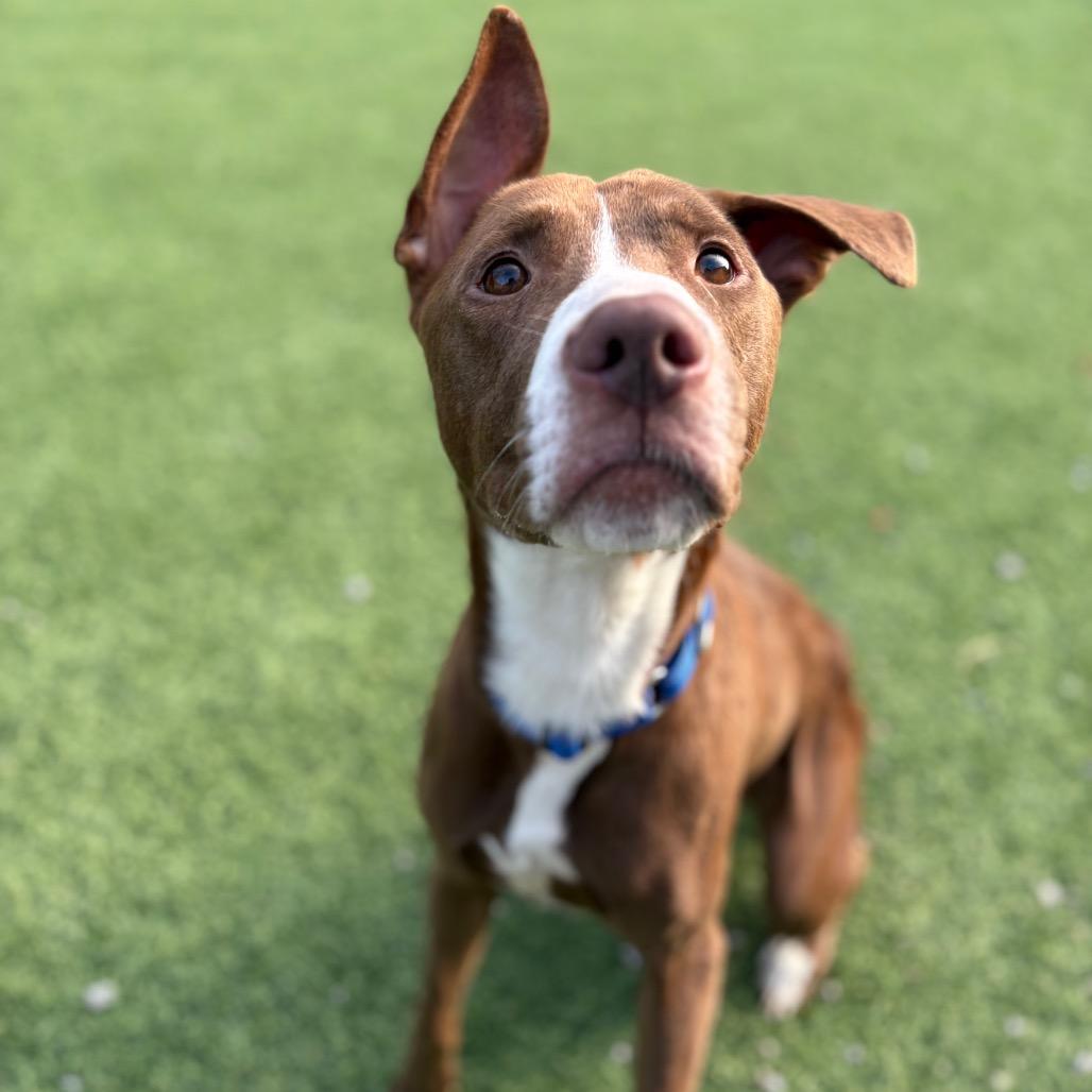 Enlarge Boone, a Adoptable mixed breed in Batavia, OH image 2/6