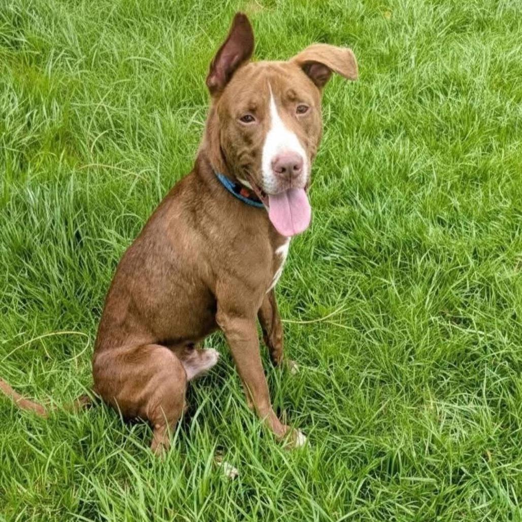 Enlarge Boone, a Adoptable mixed breed in Batavia, OH image 3/6