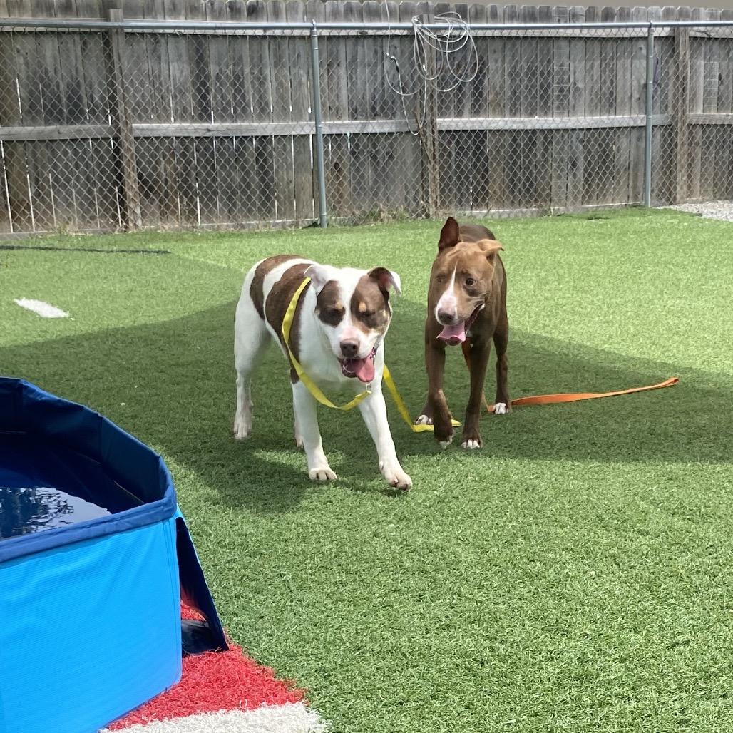 Enlarge Boone, a Adoptable mixed breed in Batavia, OH image 4/6