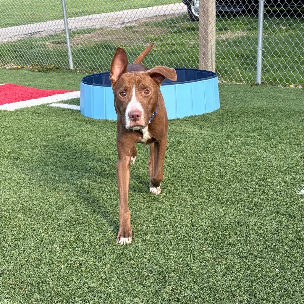 Enlarge Boone, a Adoptable mixed breed in Batavia, OH image 5/6