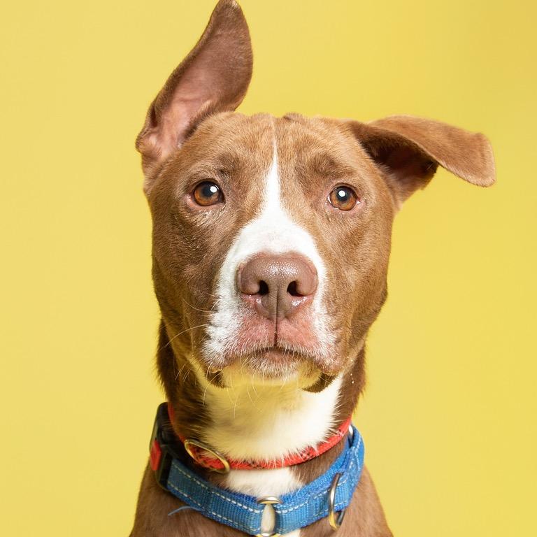 Enlarge Boone, a Adoptable mixed breed in Batavia, OH image 5/6