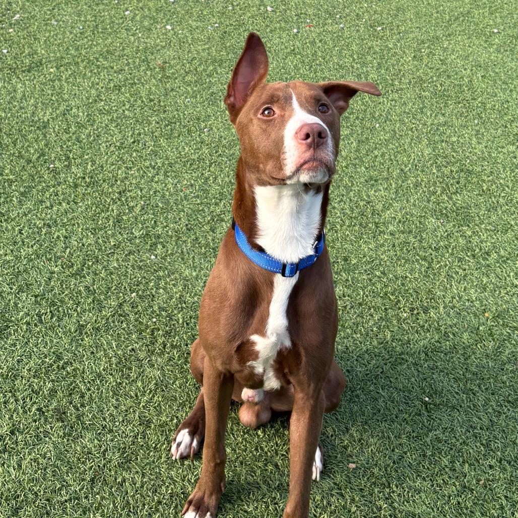 Enlarge Boone, a Adoptable mixed breed in Batavia, OH image 6/6