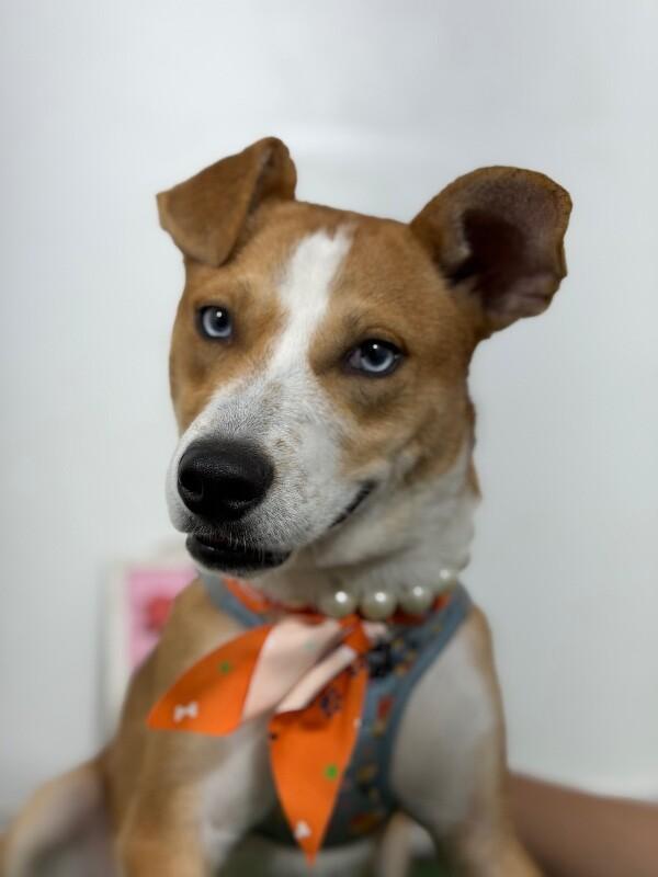 Enlarge Nyssa-One of our Amazing Rescue Dogs, a Adoptable mixed breed in Sacramento, CA image 1/1