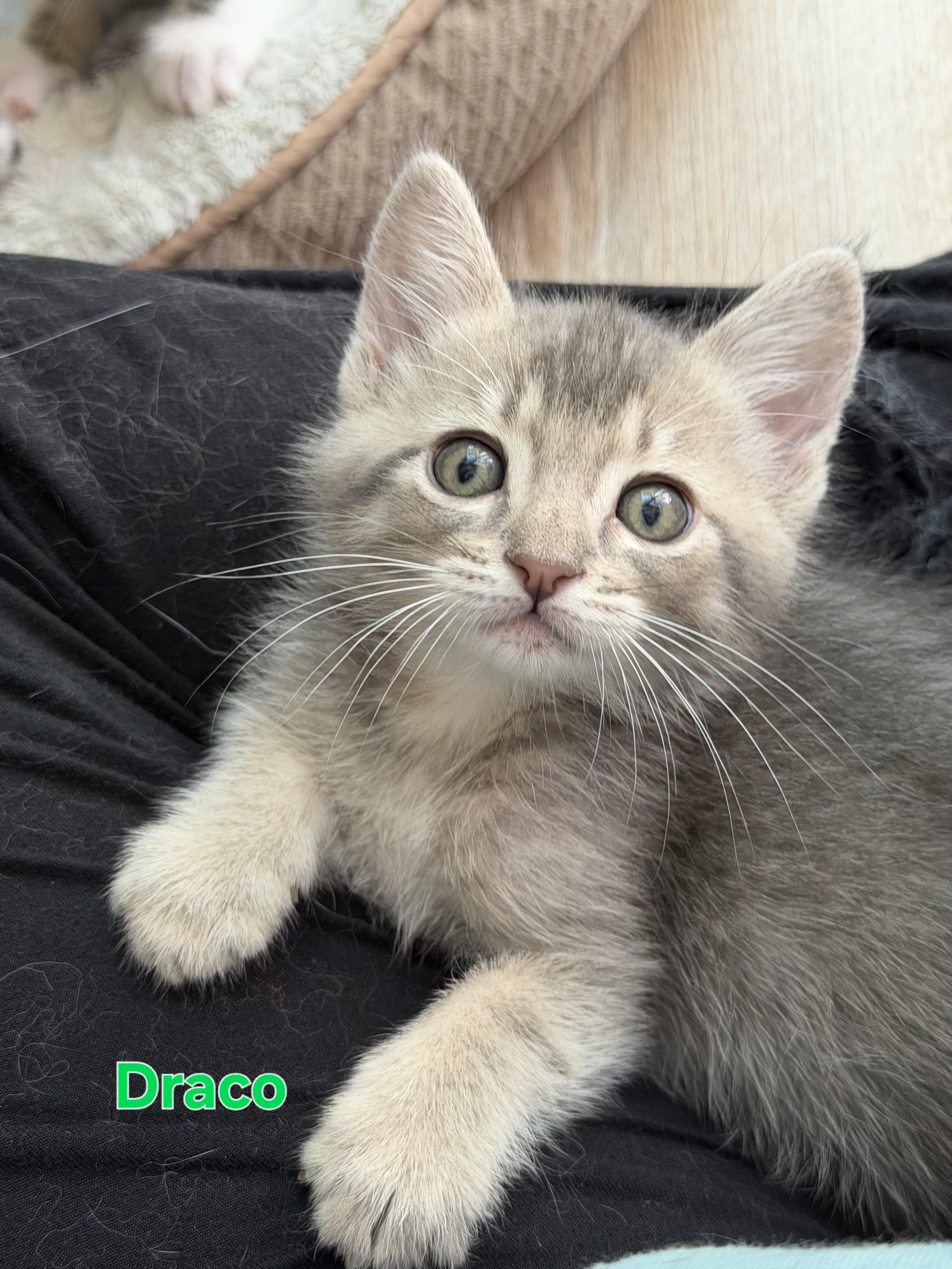 Draco Malfoy , ADOPTABLE, Kitten Male Domestic Short Hair.