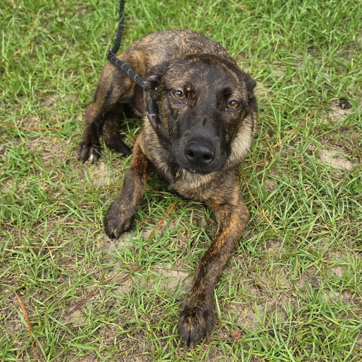 Kya, Adoptable, Puppy Female Labrador Retriever & German Shepherd Dog.