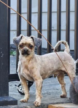 Guy, Adopted, Adult Male Shih Tzu.