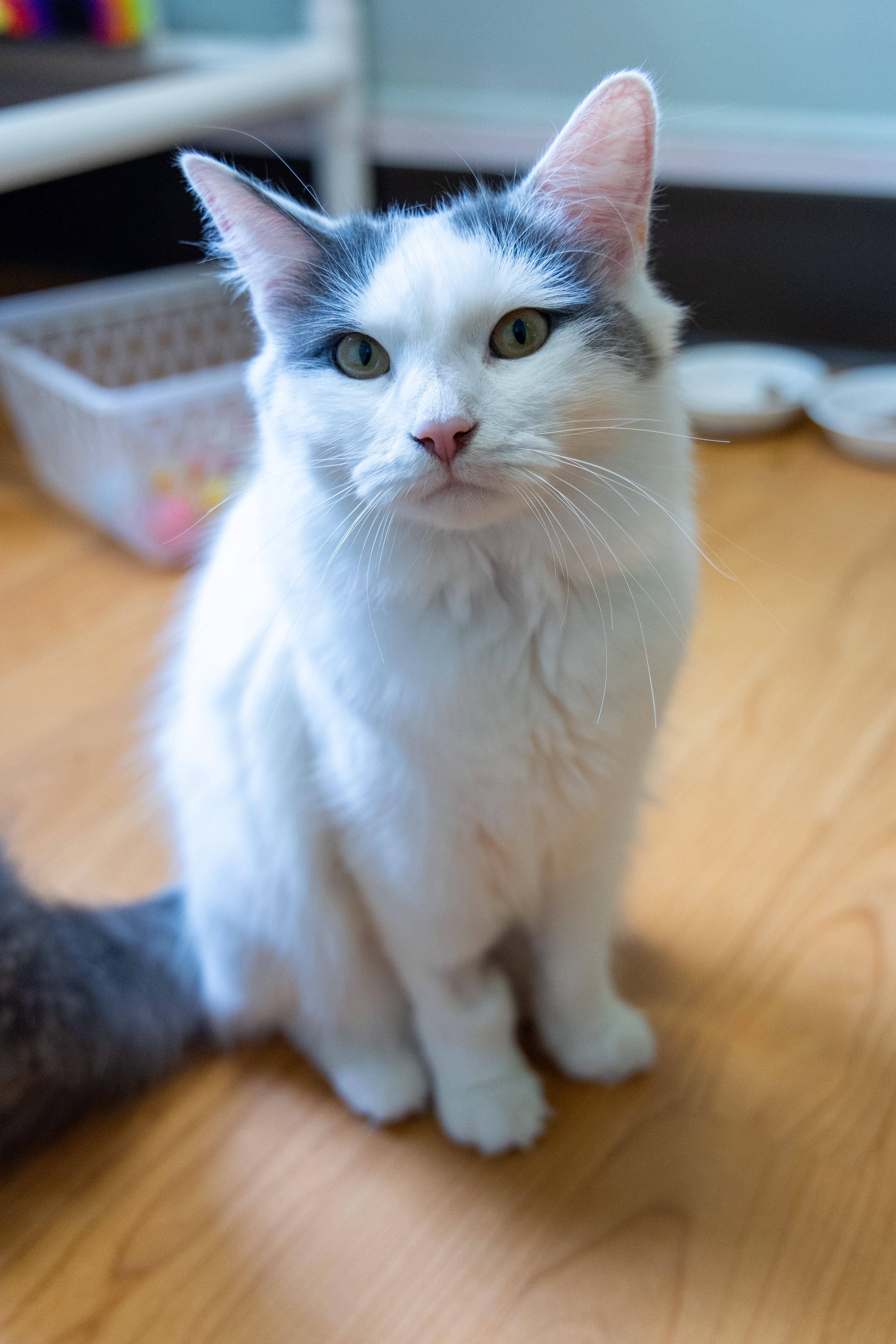 Enlarge Cutie pie, an adoption pending Domestic Medium Hair in New Britain, CT image 3/5