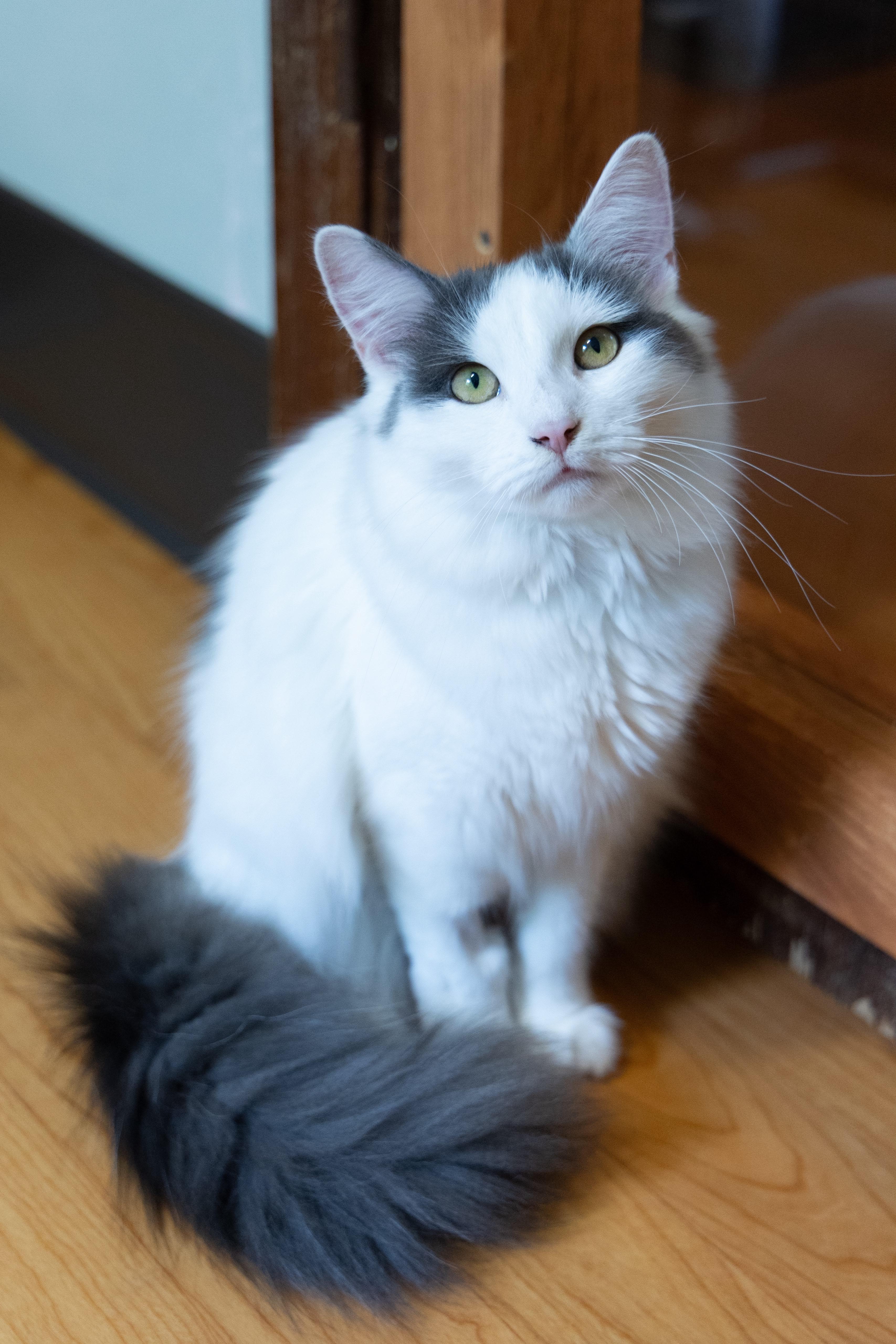 Cutie pie, ADOPTABLE, Young Female Domestic Medium Hair.