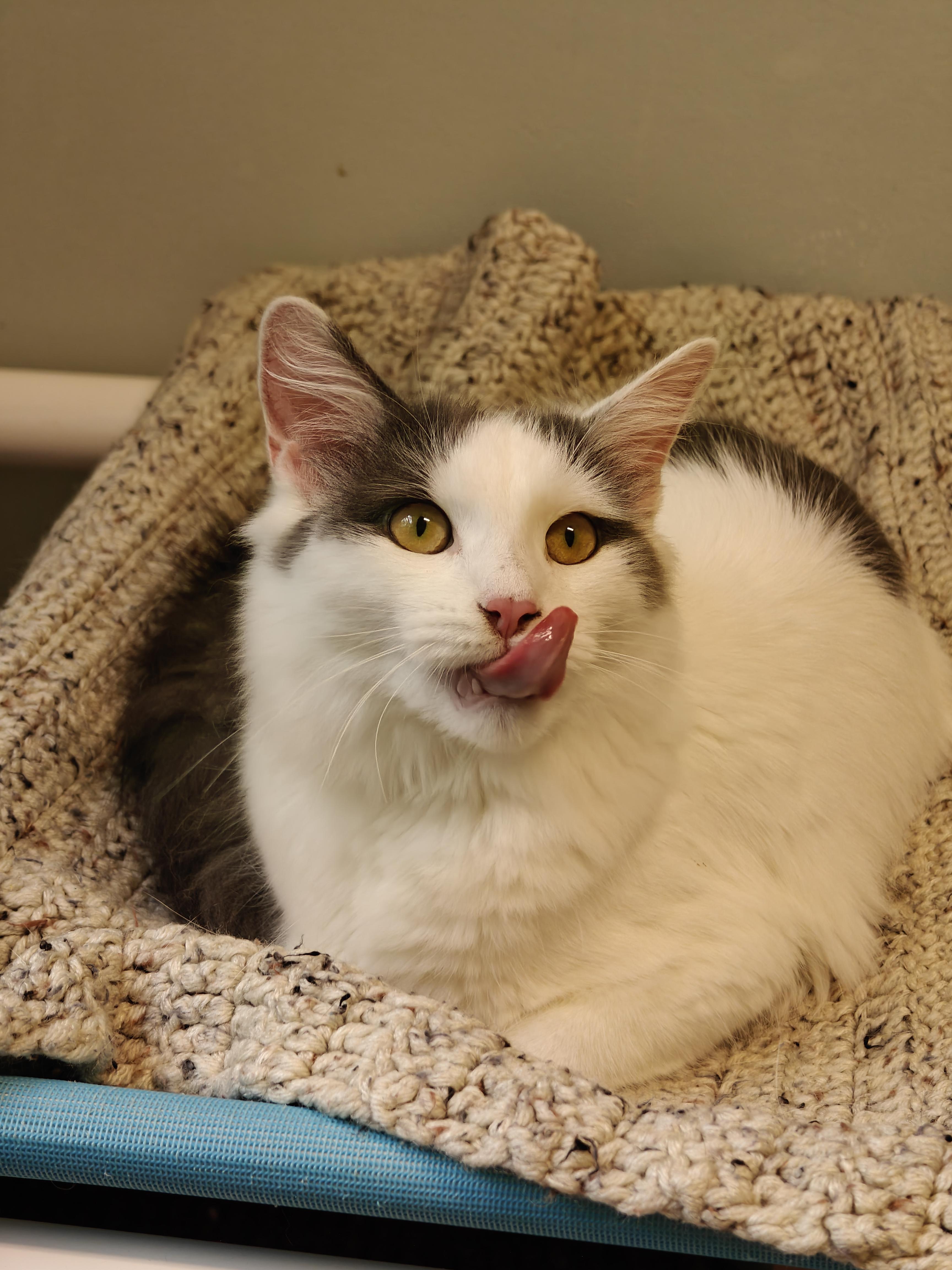 Enlarge Cutie pie, an adoption pending Domestic Medium Hair in New Britain, CT image 2/5