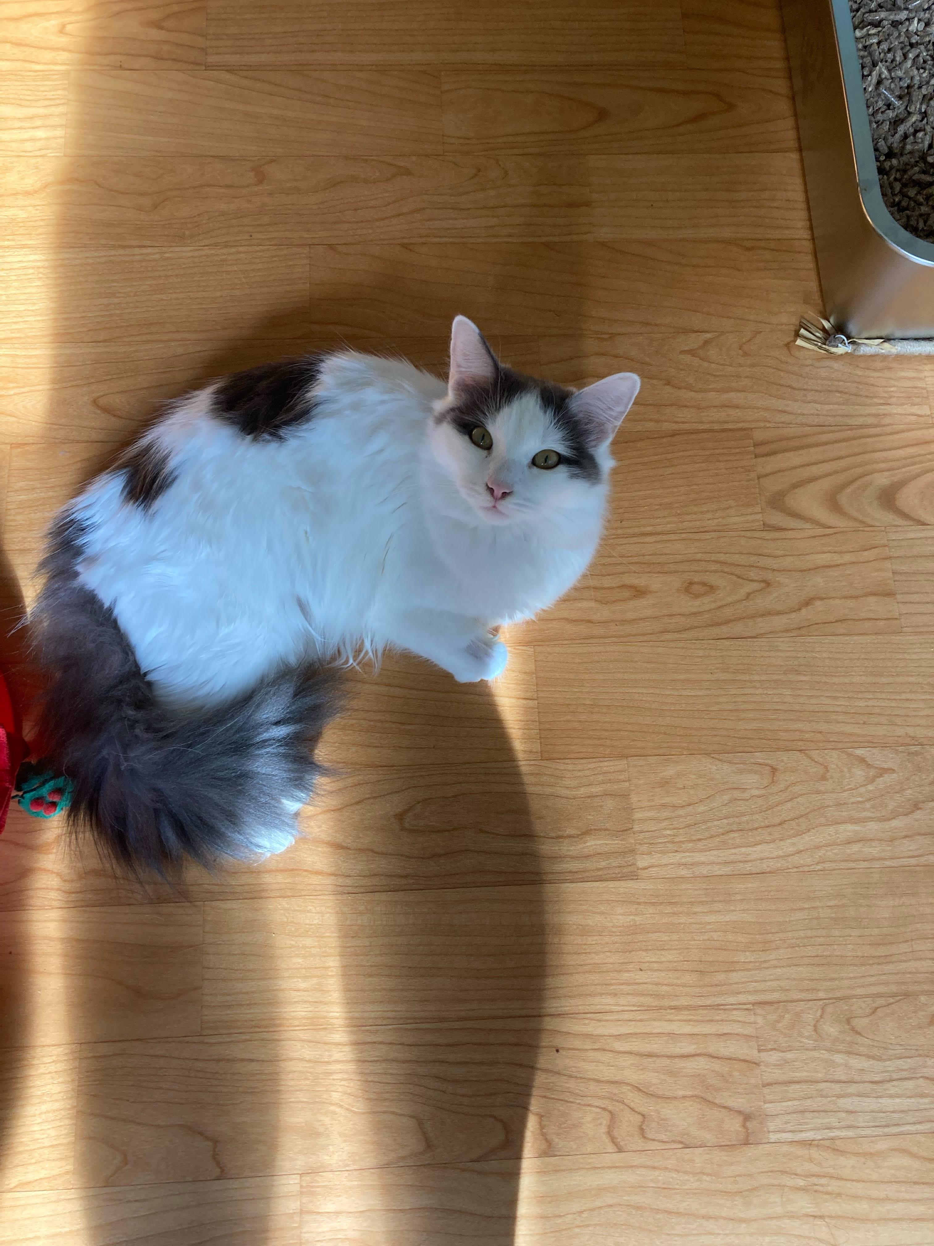 Enlarge Cutie pie, an adoption pending Domestic Medium Hair in New Britain, CT image 4/5