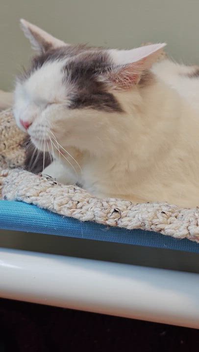 Enlarge Cutie pie, an adoption pending Domestic Medium Hair in New Britain, CT video 5/5