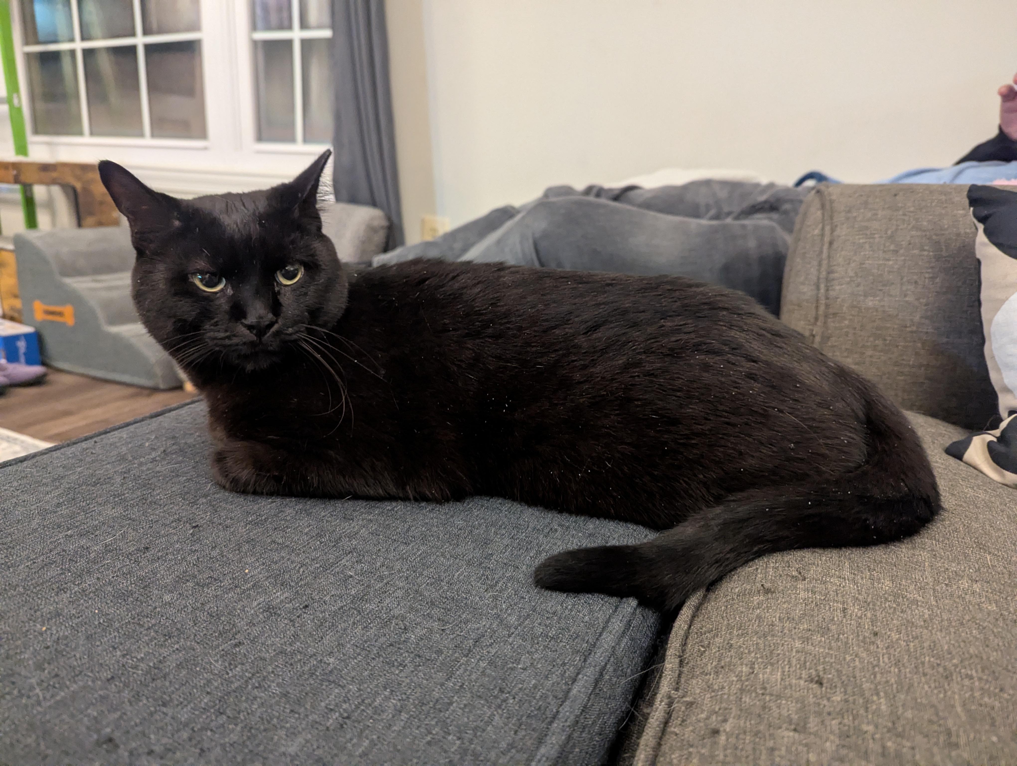 Enlarge Adopt Justice-He's Waiting for his Forever Family, a Adoptable Domestic Short Hair in Laurel, MD image 4/5