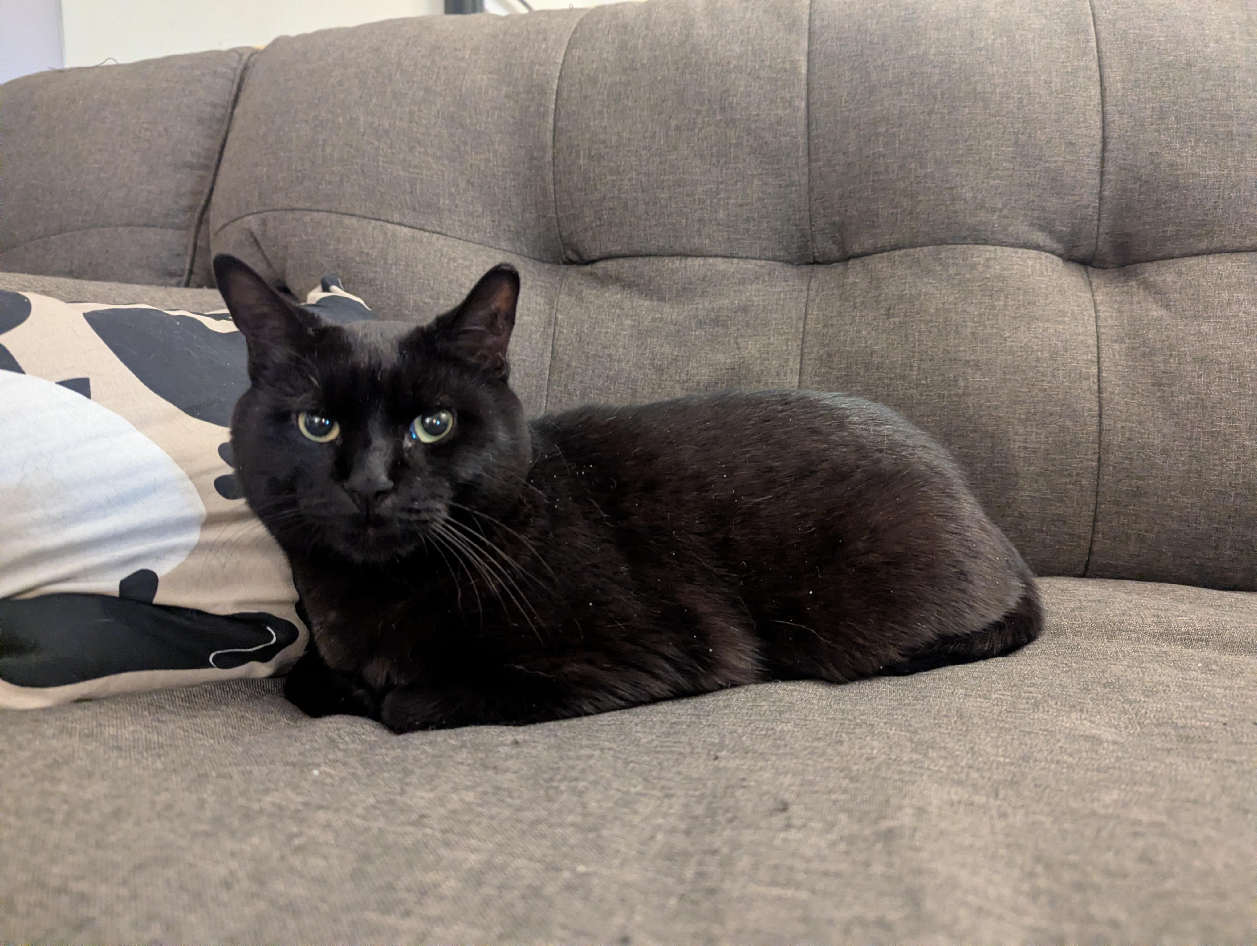 Enlarge Adopt Justice-He's Waiting for his Forever Family, a Adoptable Domestic Short Hair in Laurel, MD image 5/5