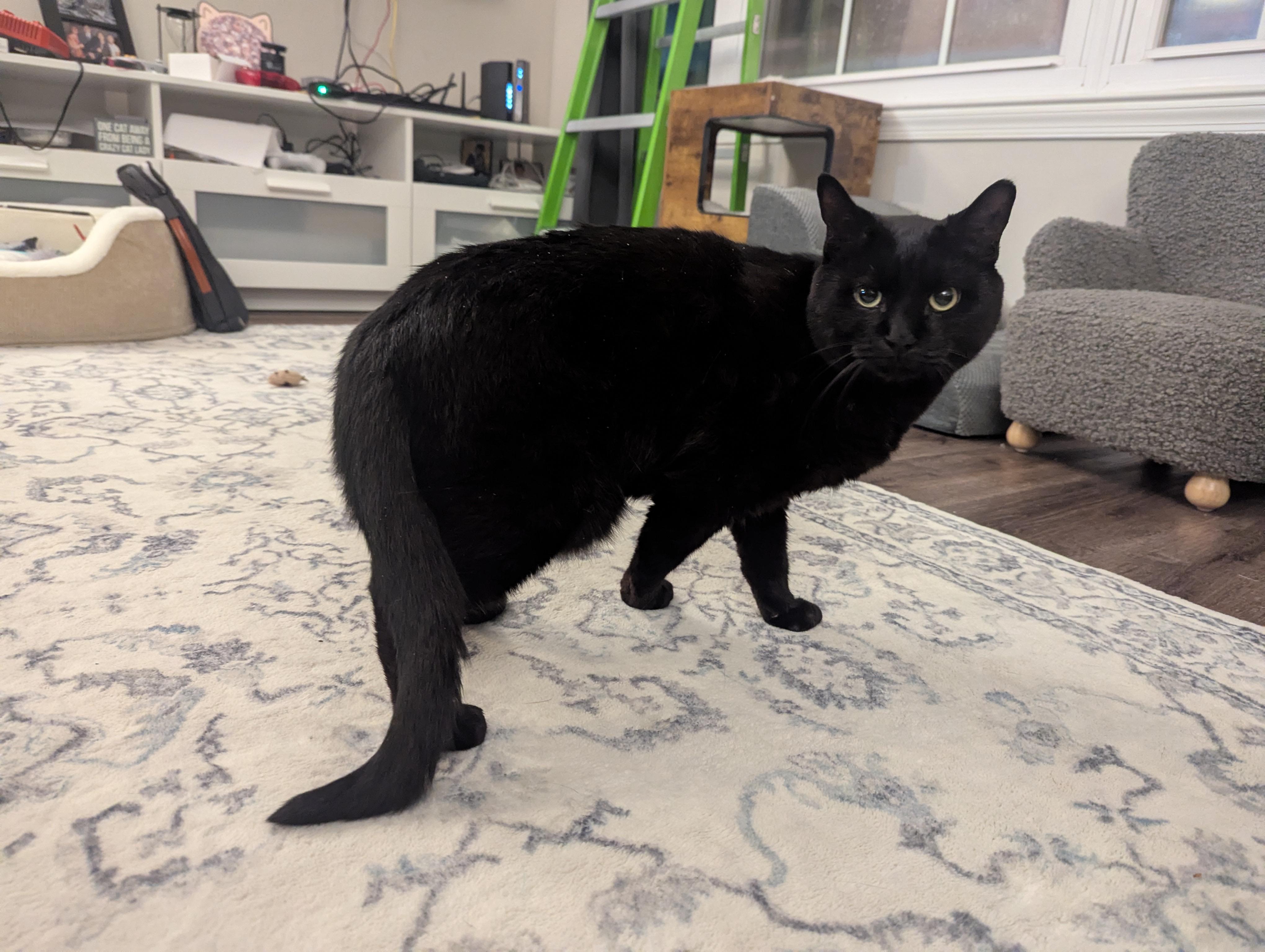 Enlarge Adopt Justice-He's Waiting for his Forever Family, a Adoptable Domestic Short Hair in Laurel, MD image 2/5