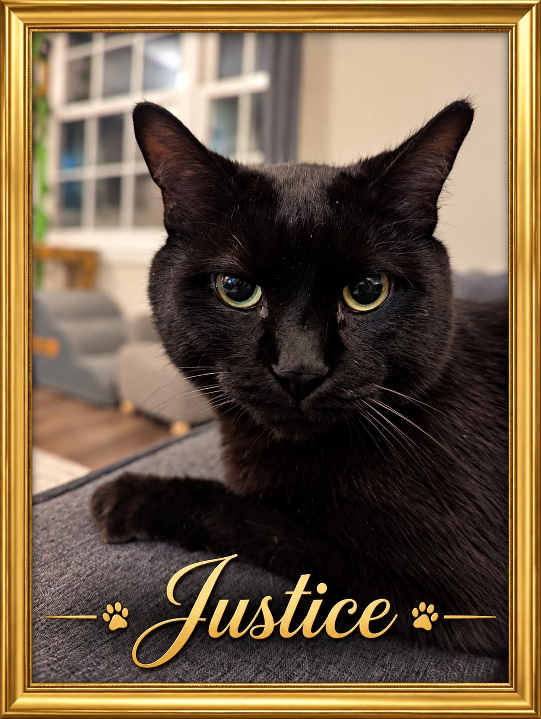 Adopt Justice-He's Waiting for his Forever Family, Adoptable, Adult Male Domestic Short Hair.