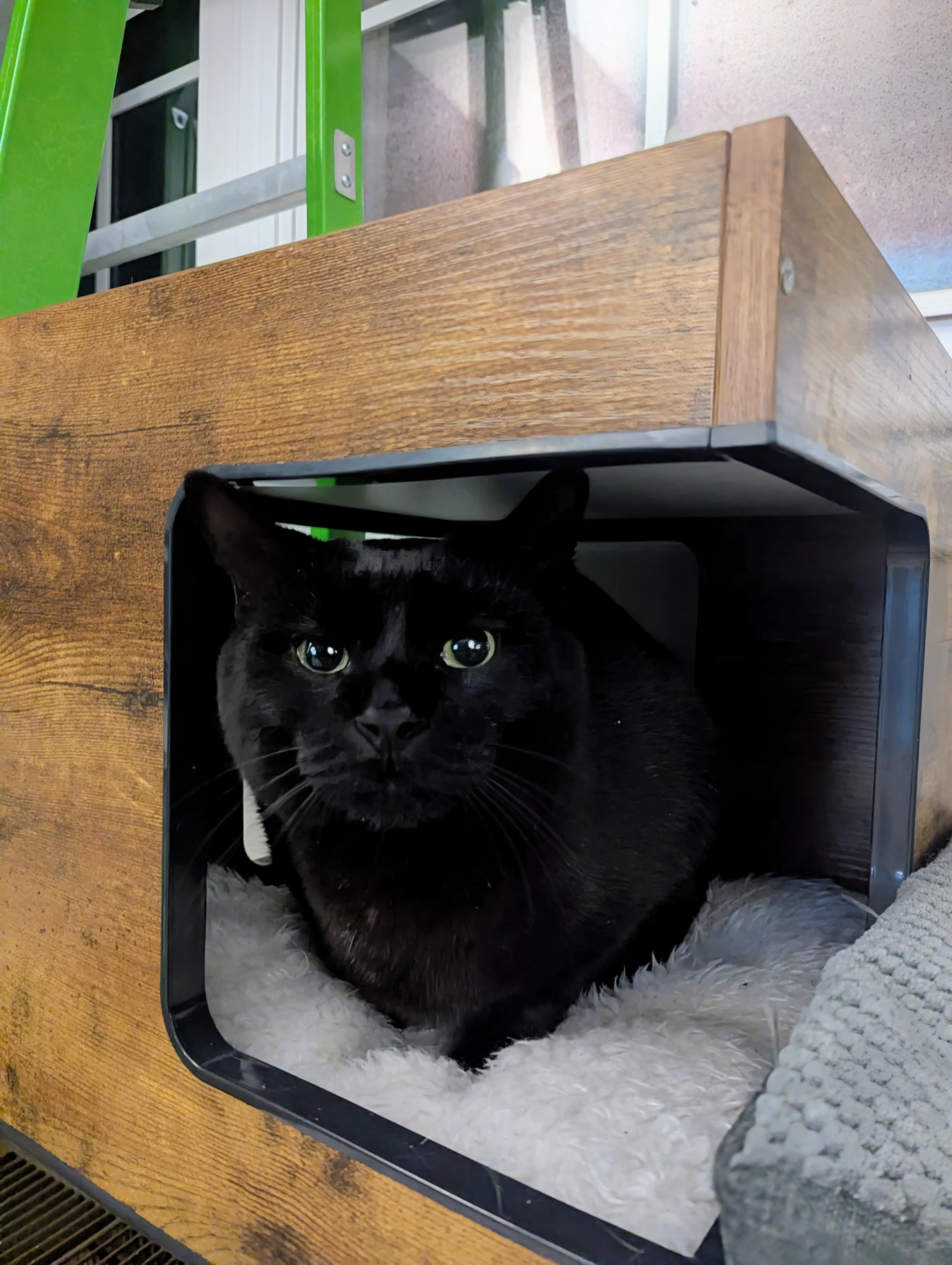 Enlarge Adopt Justice-He's Waiting for his Forever Family, a Adoptable Domestic Short Hair in Laurel, MD image 3/5
