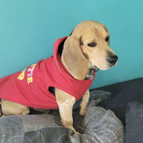 Little Benny, Adoptable, Young Male Beagle.