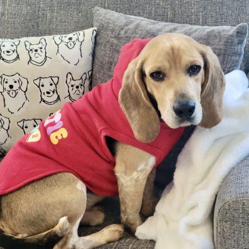 Enlarge Little Benny, a Adoptable Beagle in Leesburg, AL image 2/5