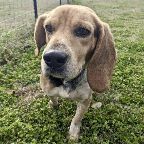 Enlarge Little Benny, a Adoptable Beagle in Leesburg, AL image 3/5
