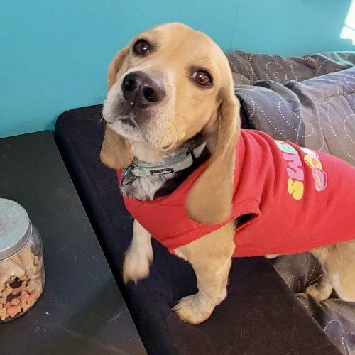 Enlarge Little Benny, a Adoptable Beagle in Leesburg, AL image 4/5