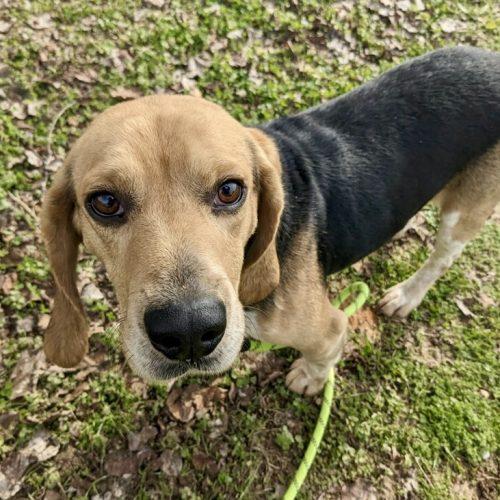 Enlarge Little Benny, a Adoptable Beagle in Leesburg, AL image 5/5