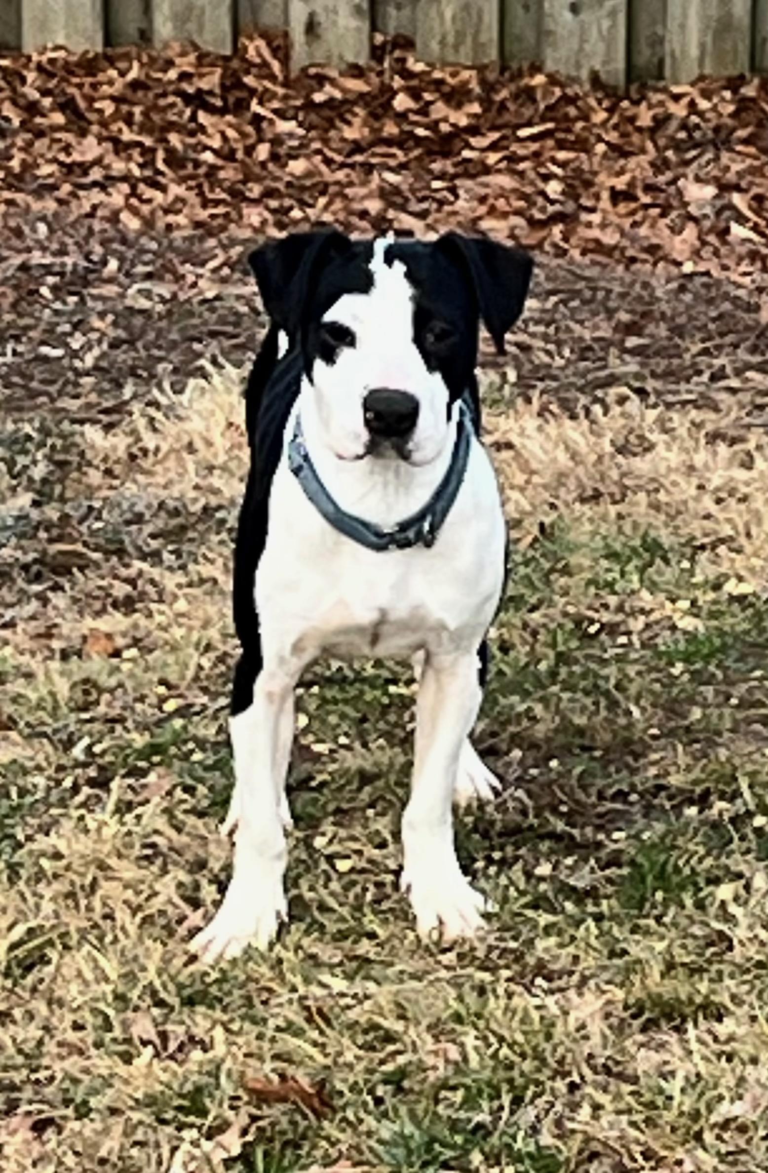 Enlarge Minnie Dee, a ADOPTABLE mixed breed in Powell, TN image 1/4