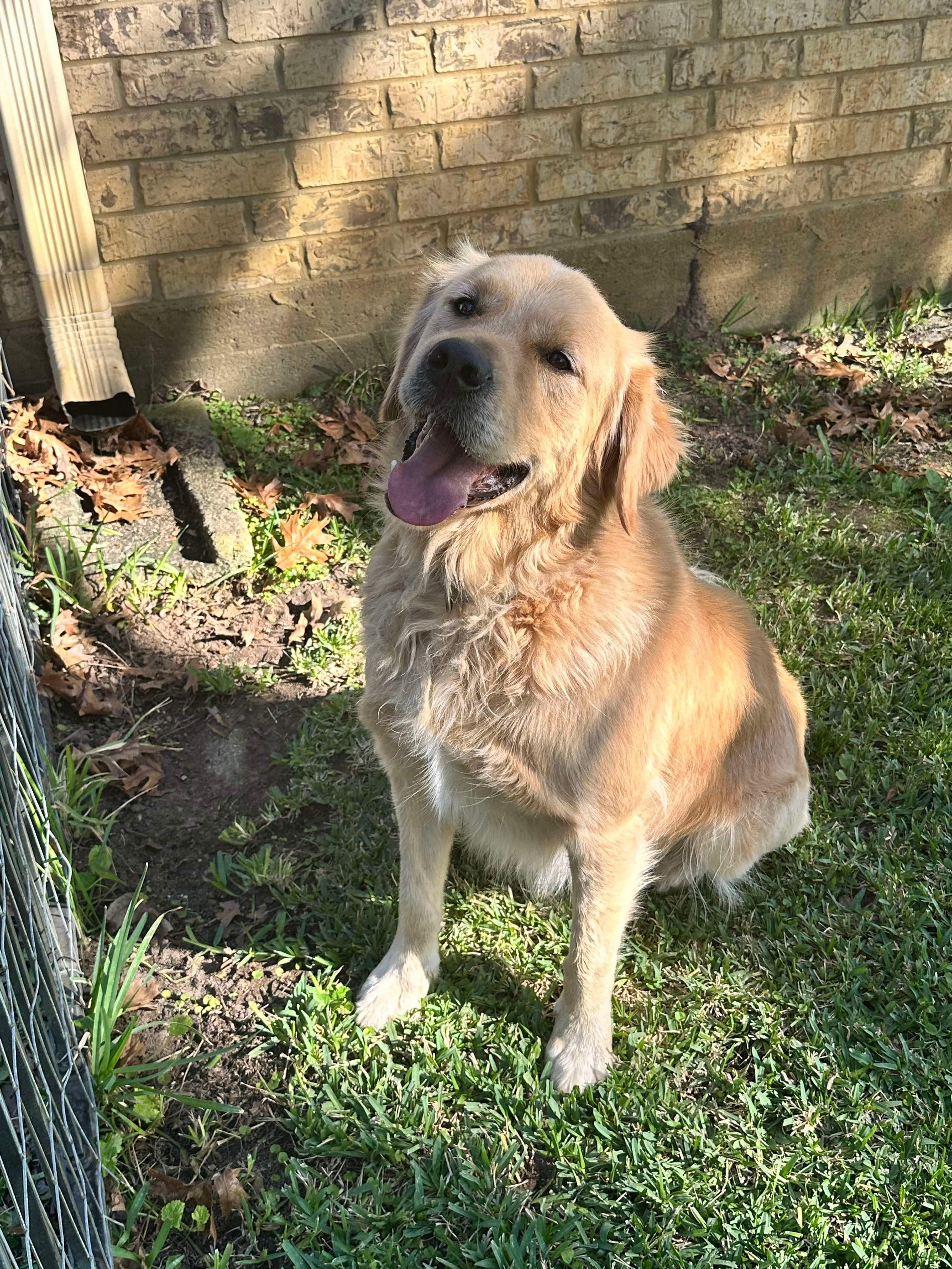 Enlarge CODY, a Adoptable Golden Retriever in Bellingham, WA image 6/6
