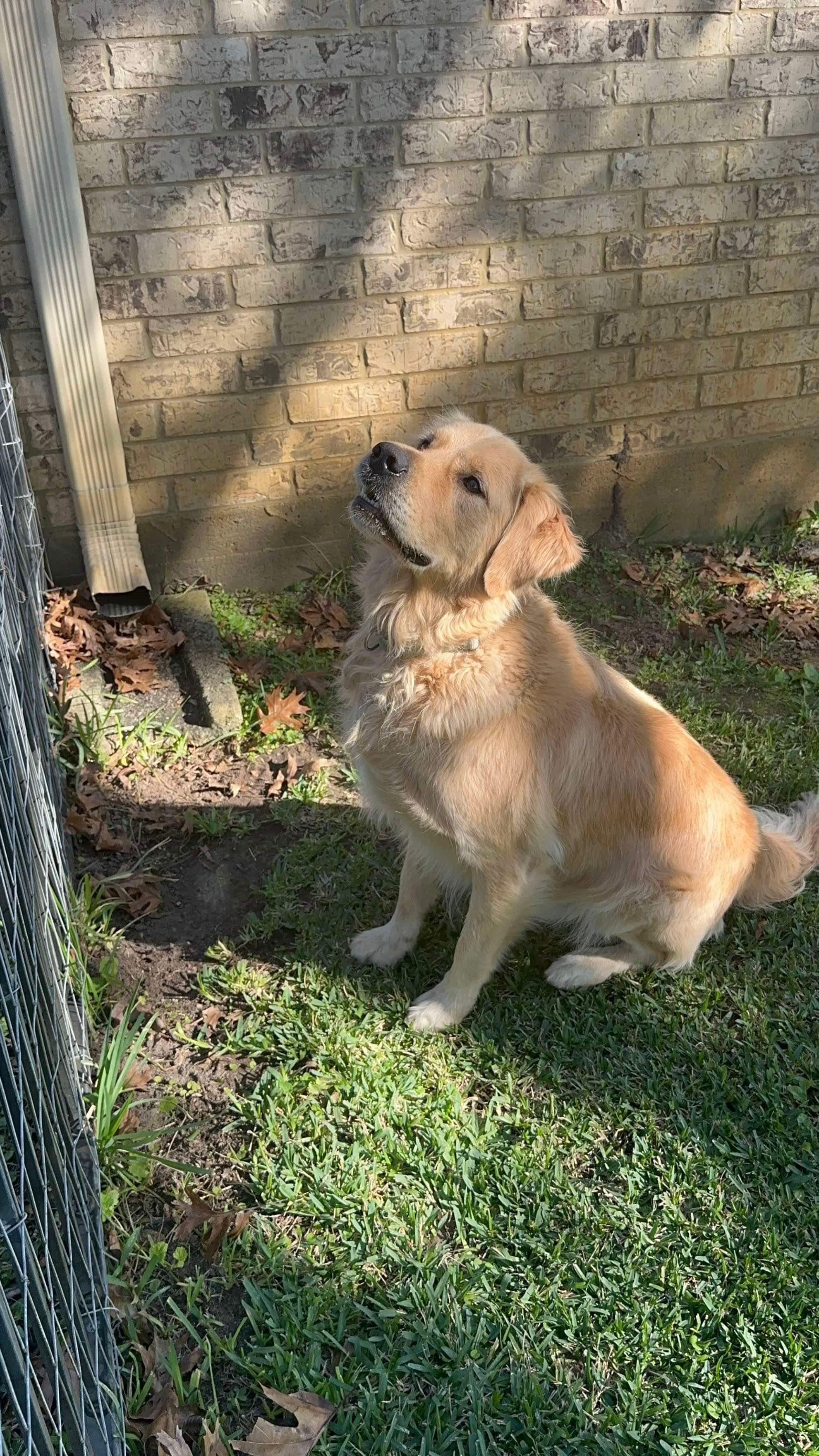 Enlarge CODY, a Adoptable Golden Retriever in Bellingham, WA image 4/6