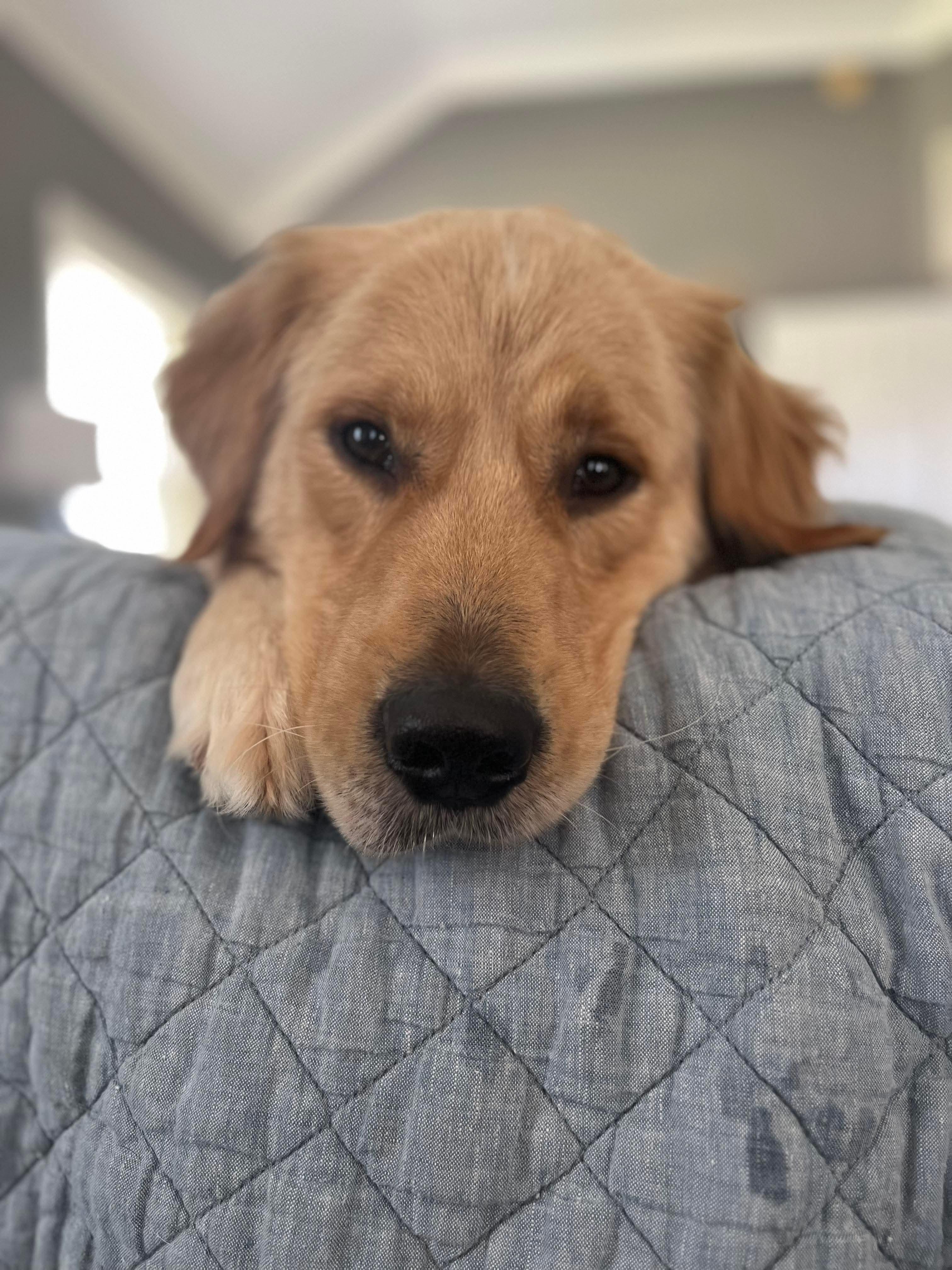 Enlarge CODY, a Adoptable Golden Retriever in Bellingham, WA image 5/6
