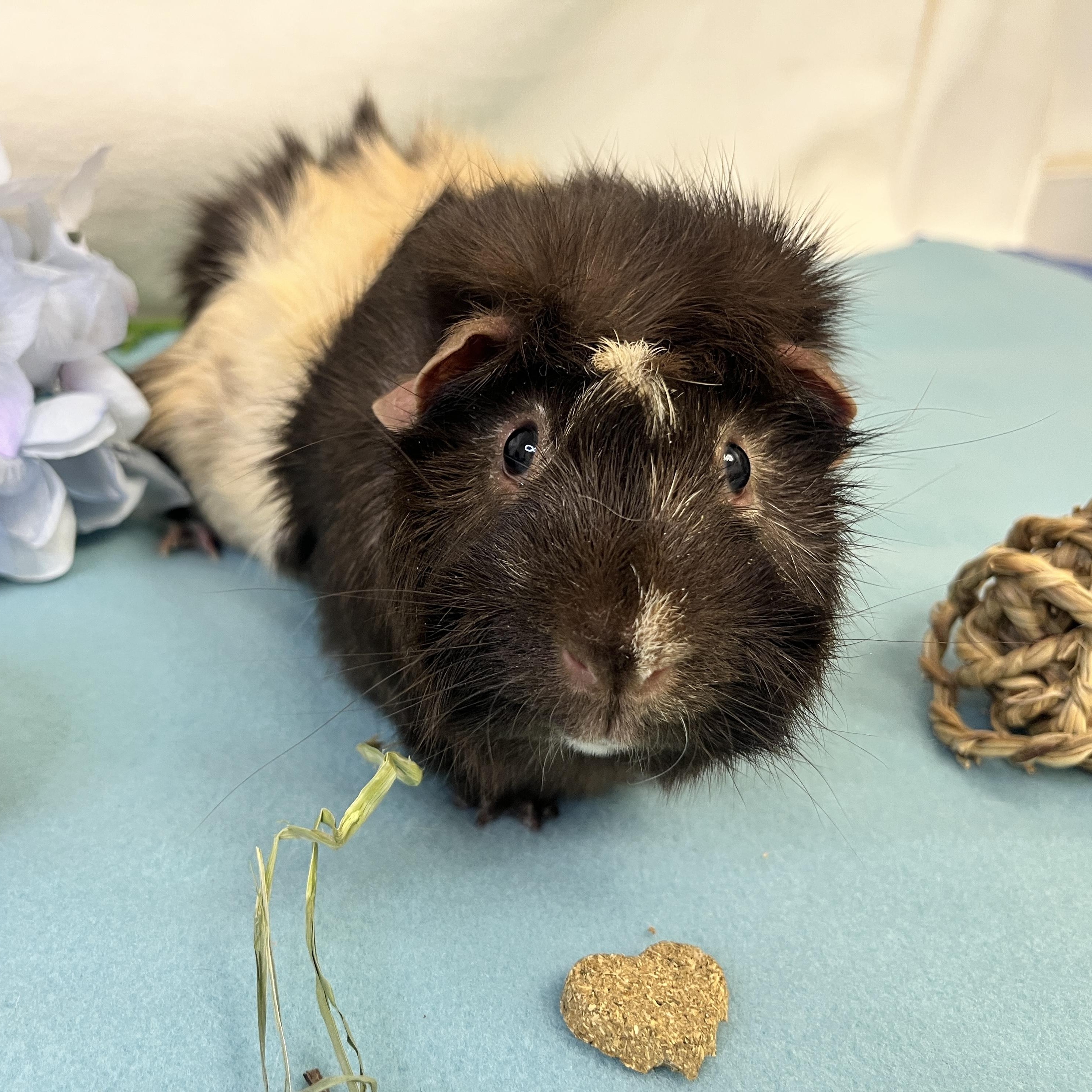 Enlarge Smores, an adopted Abyssinian in Oakland, CA image 1/5