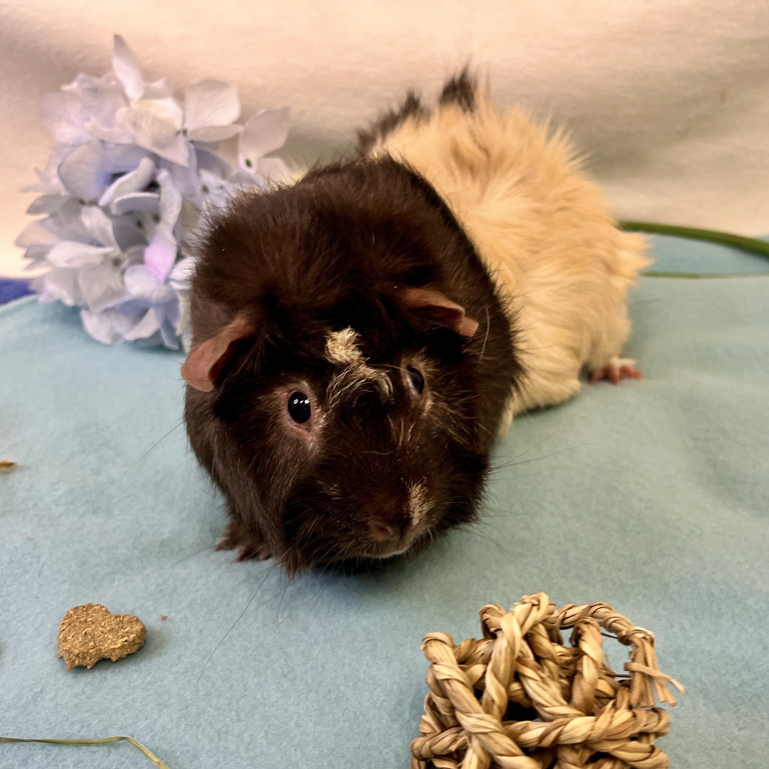 Enlarge Smores, an adopted Abyssinian in Oakland, CA image 2/5