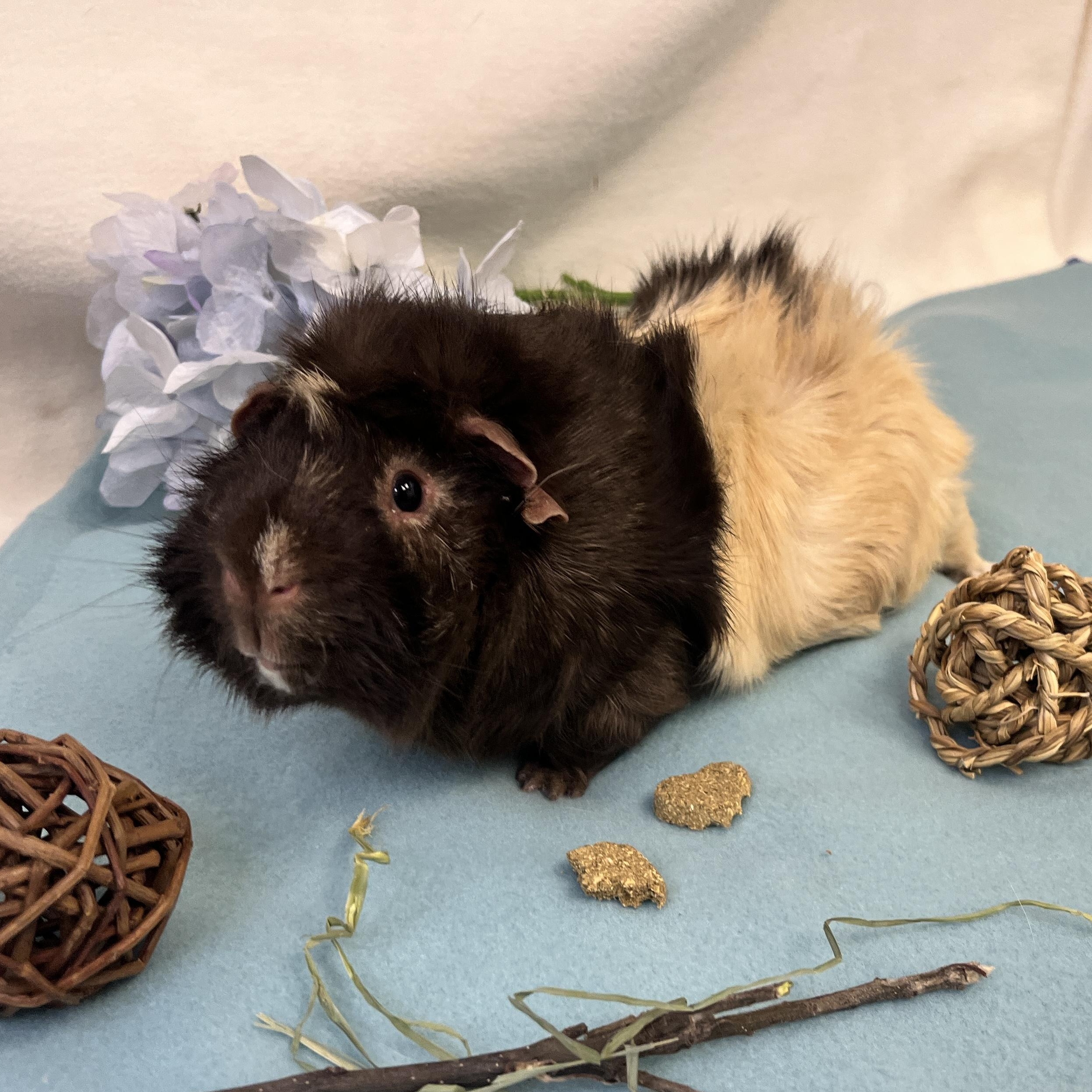 Enlarge Smores, an adopted Abyssinian in Oakland, CA image 3/5