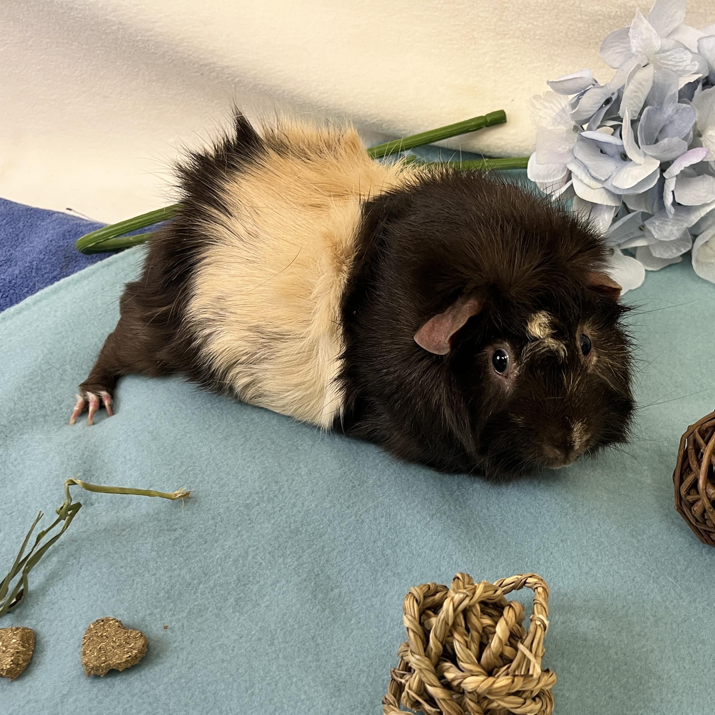 Enlarge Smores, an adopted Abyssinian in Oakland, CA image 5/5