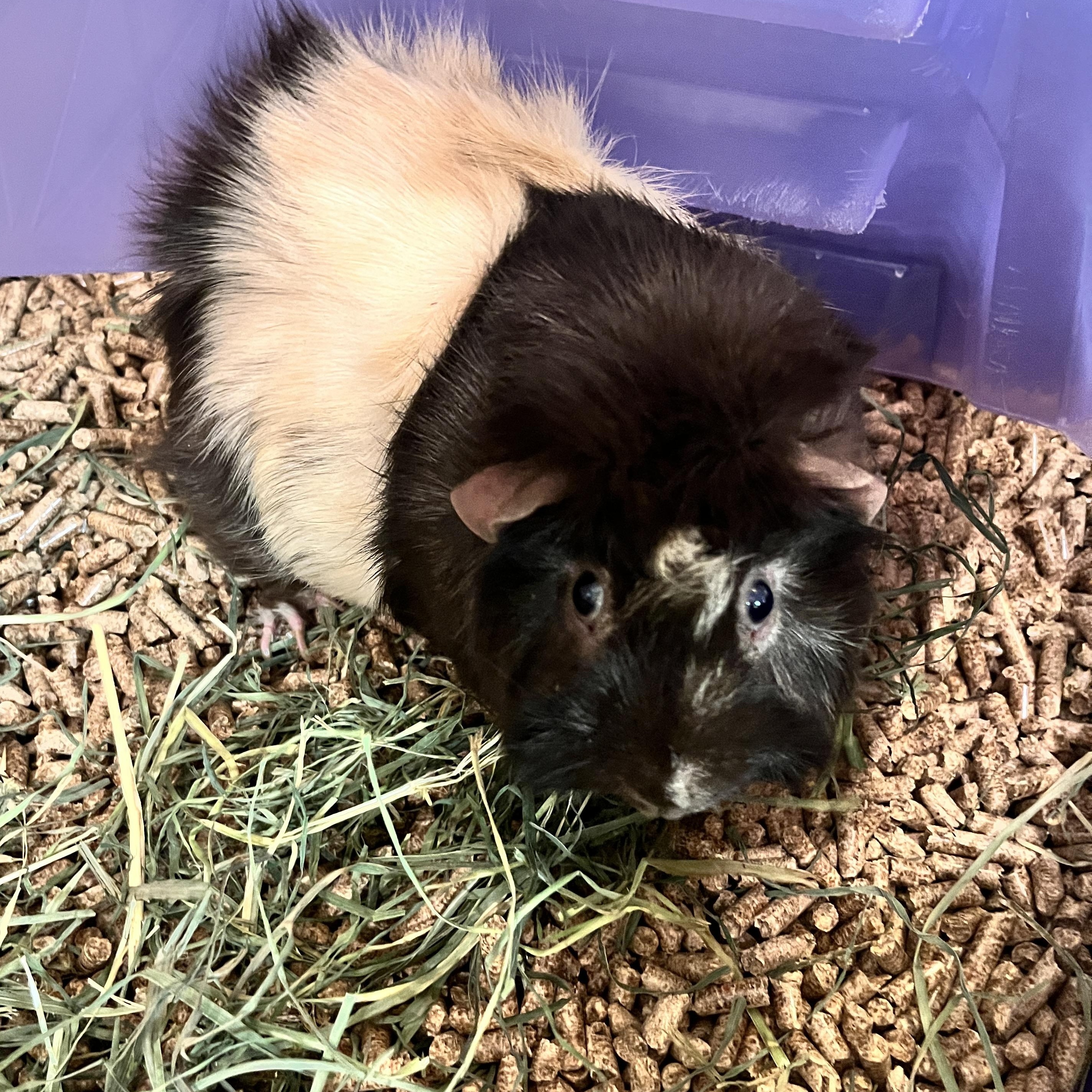 Enlarge Smores, an adopted Abyssinian in Oakland, CA image 4/5